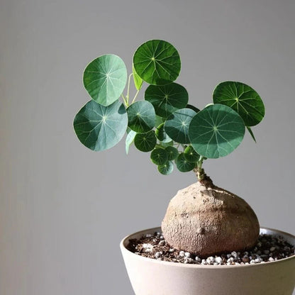 Caudexo™️Stephania Erecta Plant (Pack of 2)